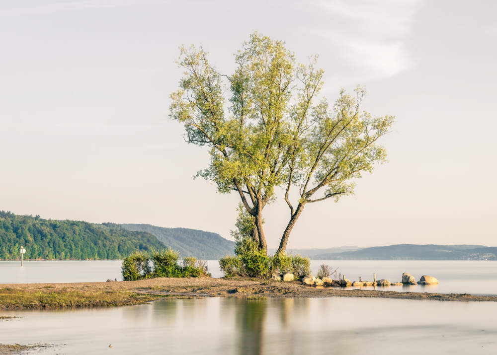 Einsamer Baum am Überlinger See