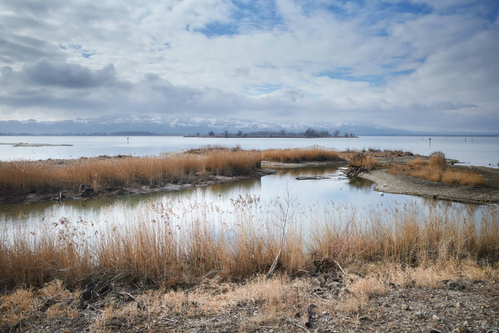 Landschaft an der Rheinmündung in den Bodensee